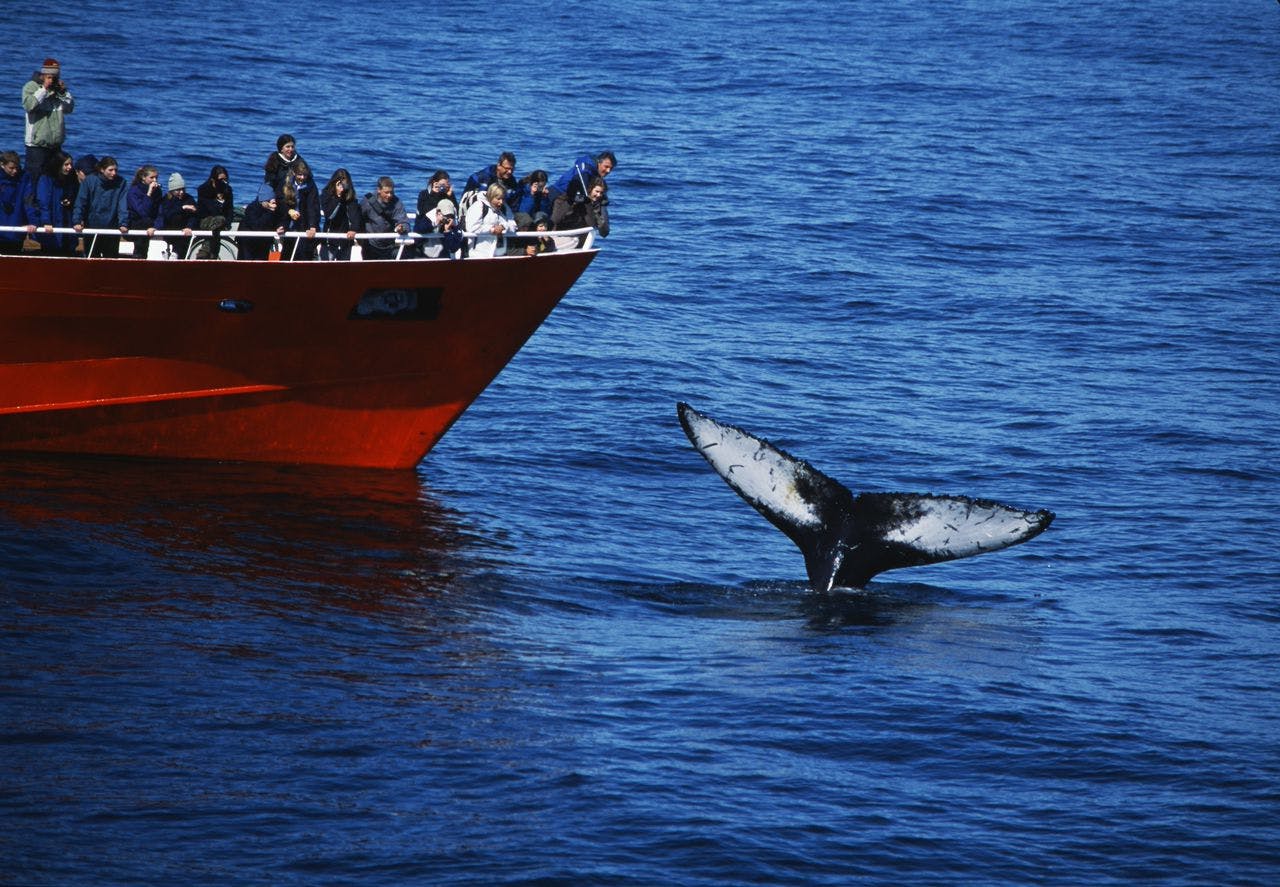 Product image for Reykjavík Classic Whale Watching 